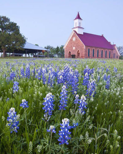 Bluebonnets and church, Mason, Texas